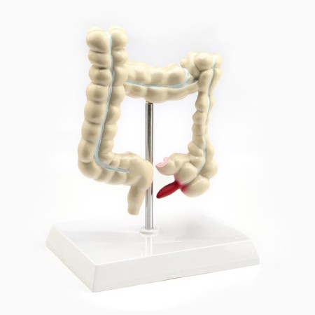 Mettle of the "intestines" 19*15cm-2