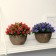 Bonsai in the pot "multilayer buds" 13x11 cm, mix