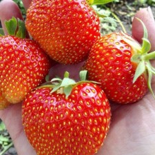 Strawberries Garden Fernando, P9 Pot, 1 pc, summer 2024