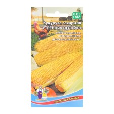 Corn seeds 