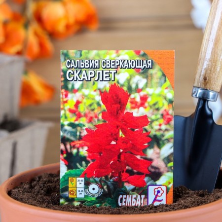 Salvia flowers sparkling "Scarlet", 0.05 g