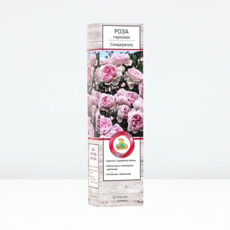 Sahenian Rosa Parkovaya "Sinderella", tube, 1 pc, spring 2025