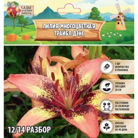 Lilia multicolored "Trabble Dance", rr 12/14, 3 pcs, spring 2024