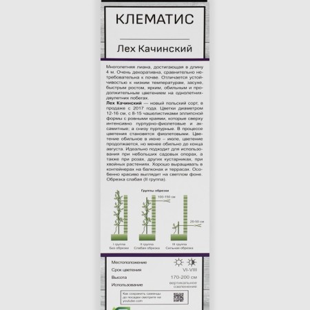 Clematis large -flowered "Leh Kachinsky", 1 pc, tube, spring 2025-1