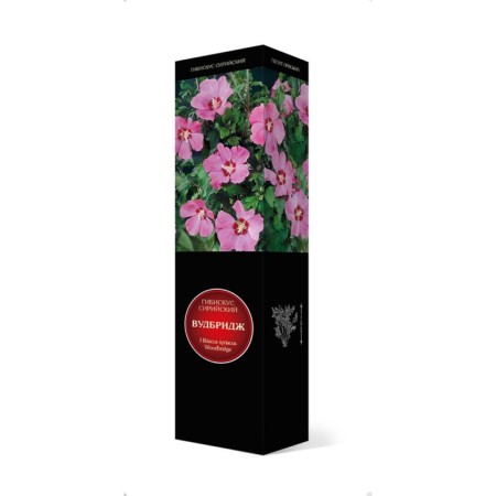 Hibiscus Syrian suite "Woodbridge", 1 pc, tube, spring 2025-2