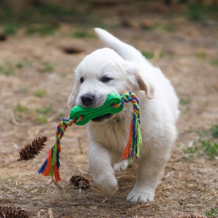 Chewing toy with rope, 11 x 5.5 cm, green-4