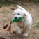 Chewing toy with rope, 11 x 5.5 cm, green