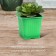 Pot for seedlings, 210 ml, d = 7 cm, h = 6.5 cm, green, in a set of 10 pcs., Greengo
