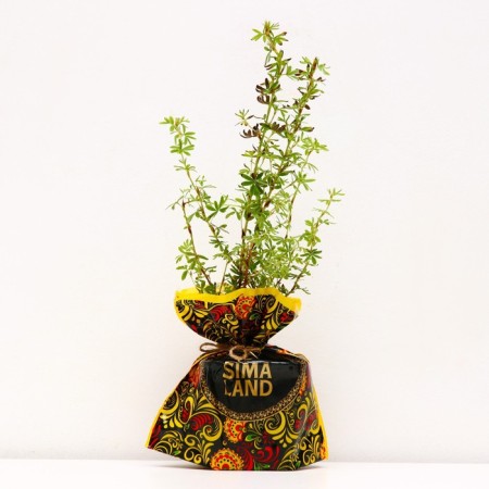 Seedling Kuril tea (cinquefoil) Glamur Gerl, pot P9, summer 2024