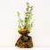 Seedling Kuril tea (cinquefoil) Glamur Gerl, pot P9, summer 2024