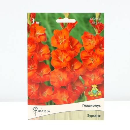 Gladiolus large-flowered "Edwa", district 10/12, 3 pcs