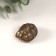 Metal souvenir "Claims with coins" d = 1.1 cm 3x2.4 cm