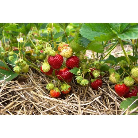 Strawberries Garden Mary, P9 Pot, 1 pc, Summer 2024
