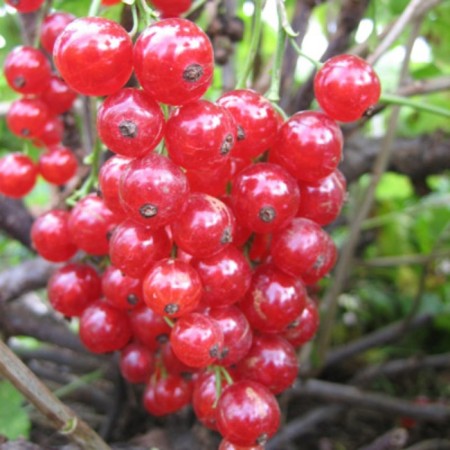 Currant Red Jonker Van Tets, C2 pot, H20-40 Height, 1 pc, summer 2024