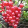 Currant Red Jonker Van Tets, C2 pot, H20-40 Height, 1 pc, summer 2024