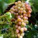 Grape seedling "Heracles", 1 pc, spring 2024