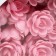 Wafer roses are small, complex, pink, 70 pcs