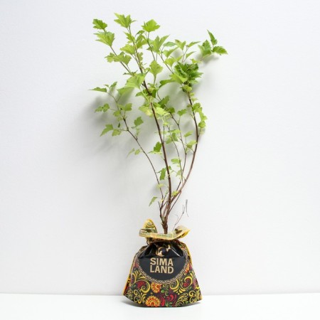 Seedling bubble of nagget, pot p9, summer 2024-1