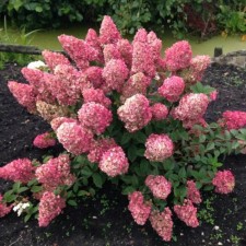 Saphenet Hydrangea 
