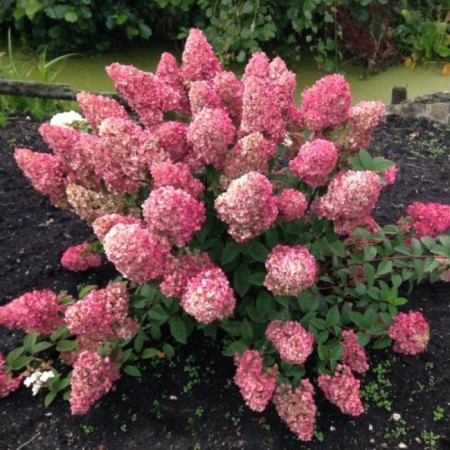 Saphenet Hydrangea "Pan. Sundae Fraise", pot C3.5, autumn 2024