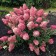 Saphenet Hydrangea "Pan. Sundae Fraise", pot C3.5, autumn 2024