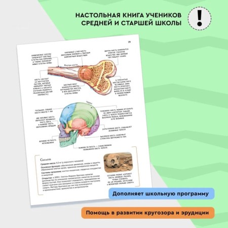 Modern encyclopedia. The human body-2