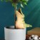 Irrigation for indoor and garden flowers "Congol" Kungur ceramics, 0.2l, 19cm, green