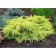 Juniper Middle "Gold Star", P9, 1pc, h 3-20 cm, summer 2024