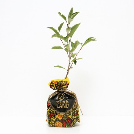 Cherry desired P9, 1 pc, height from 5 cm, autumn 2022-1