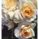 Floribunda Rosa seedling "Lyons Rose", 1 pc, spring 2024