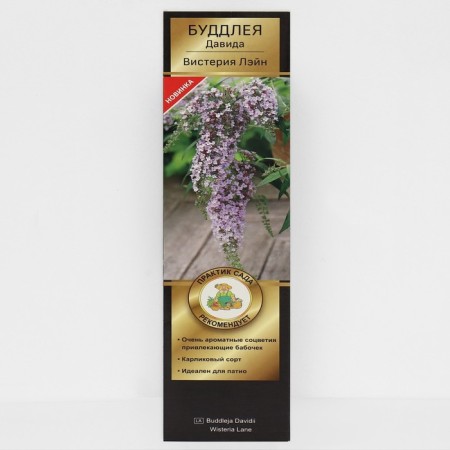 Buddlaya David Lux ​​"Wisteria Lane", 1 pc, tube, spring 2025