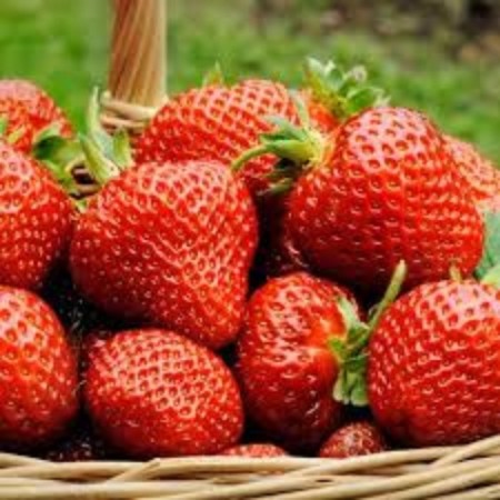 Strawberry seedlings of Frigi Irma (IRMA) A+ (15-20 mm), p9 pot