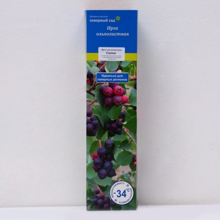 Irga Olkholitnoye (Northern Garden series) "Smokey", 1 pc, tube, spring 2024