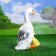 Garden figure "Duck with a duck" costs 24x13x31cm