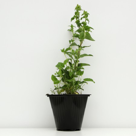 Boof bell "Carolina", pot C3, 1 pc, spring 2024-1