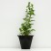 Boof bell "Carolina", pot C3, 1 pc, spring 2024