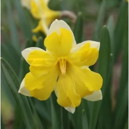 Narcissus with a split crown Belcanto, 12/14 rr, 5 pcs, 40 h (cm), autumn 2024