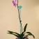 Support for orchids, h = 44 cm, plastic, turquoise, mix