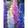 Flowers Dolphinium "Ocean of Passion", a mixture, 0.05 g