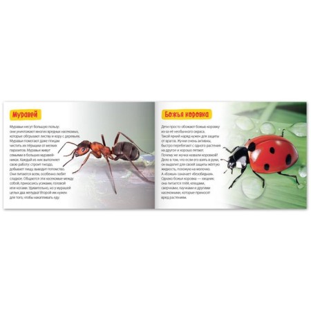 The training book "Amazing Insects", 20 p.-2
