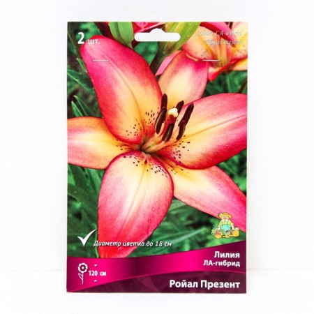 Lilia Lilia La-gibids Royal Present, 14/16 rr, 2 pcs. 120 h (cm), autumn 2024
