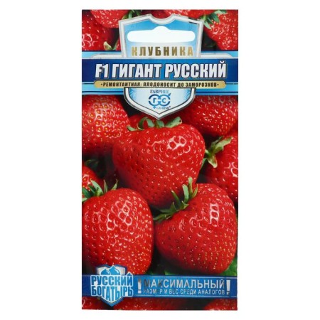 Strawberries "giant Russian", f1, series Russian hero, 5 pcs