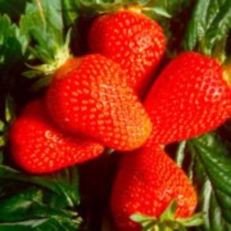 Frigi Jusi Strawberry seedlings (Giusy) a (9-15 mm), 5 pcs