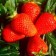 Frigi Jusi Strawberry seedlings (Giusy) a (9-15 mm), 5 pcs