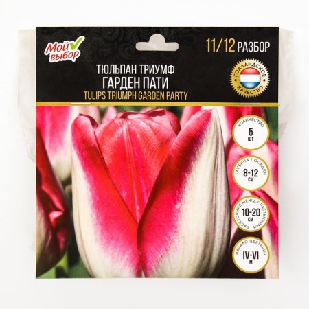 Tulip Triumph Garden Pati, rr 11/12, 5 pcs, autumn 2024-2