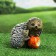 Garden figure "Hedgehog with apple" 18x14x14cm