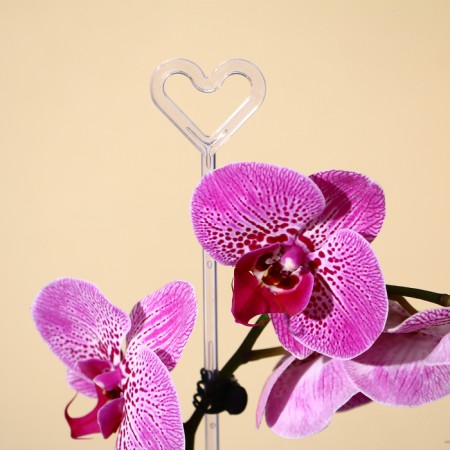 Support for orchids, h = 44 cm, plastic, transparent, mix-8