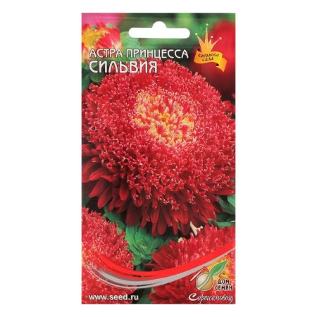 Flowers of Astra "Princess Sylvia", 90 pcs-2
