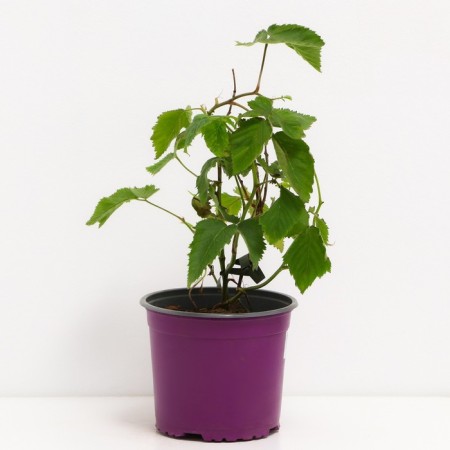 Black Black Brzezina, C2 pot, H20-40 Height, 1 pc, summer 2024-1