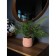 Decorative plant in a ceramic pot "Curly Paporotnik", 12 × 12 × 48 cm